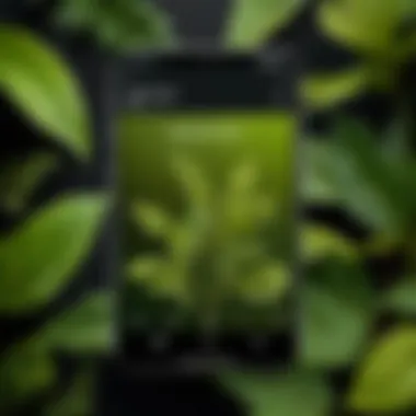 Plant Species Identification Interface A digital interface showcasing various plant species identified by the app with detailed characteristics