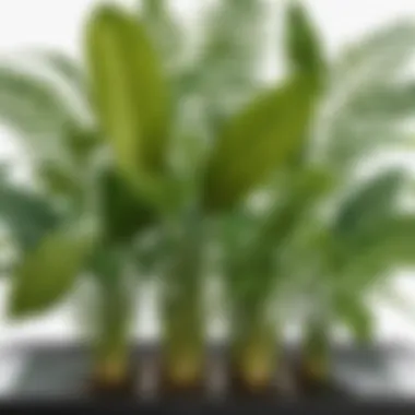 Technology in Plant Identification An illustration of the technology behind plant identification, featuring machine learning algorithms and image processing