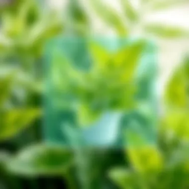 Exploring the Best Plant Scan Apps: A Comprehensive Guide Summary Exploring the Best Plant Scan Apps: A Comprehensive Guide Summary