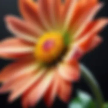 Close-up of a flower with a soft blur effect